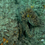 A common octopus in the ocean