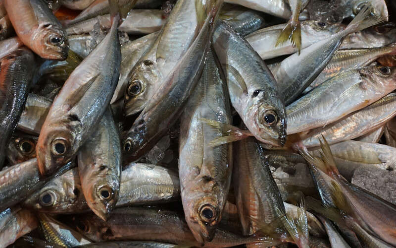 A pile of horse mackerel