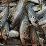 A pile of horse mackerel