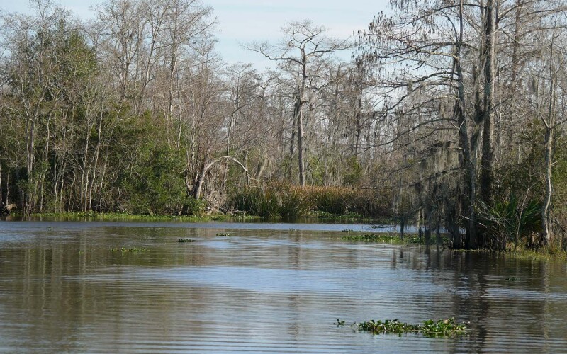 A bayou in Louisiana