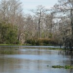 A bayou in Louisiana