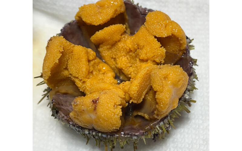 The interior of a green sea urchin showcasing a large amount of uni