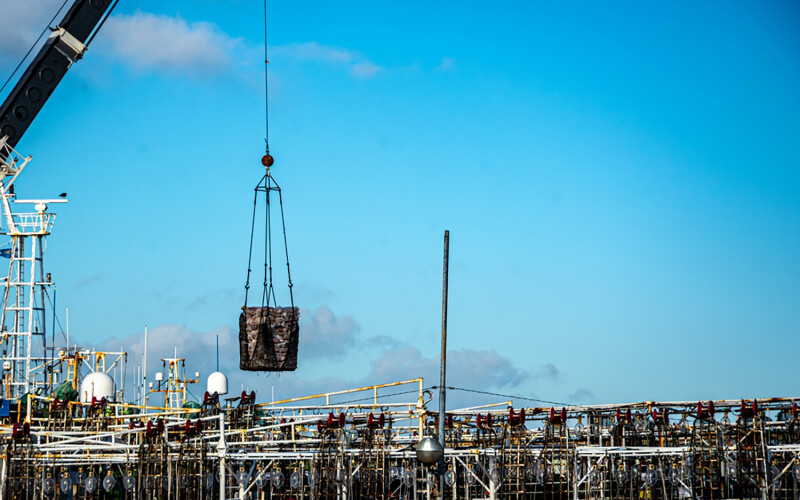 Squid being offloaded at an Argentine port