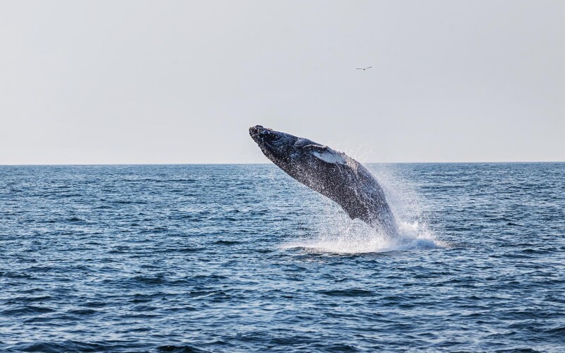 A humpback whale
