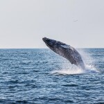 A humpback whale