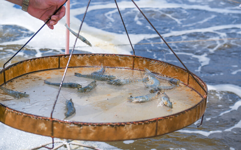A man holding up a pan of farmed shrimp in Vietnam