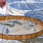 A man holding up a pan of farmed shrimp in Vietnam