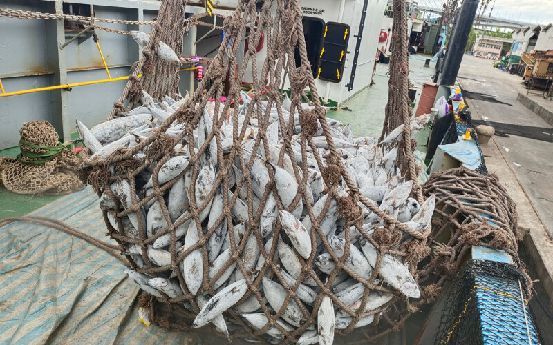 Frozen tuna being transported in a net