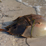 a horseshoe crab