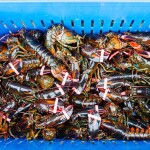 A blue container full of Maine lobsters