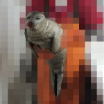 One of the images submitted by NMFS of marine mammal bycatch