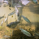 Salmon being released