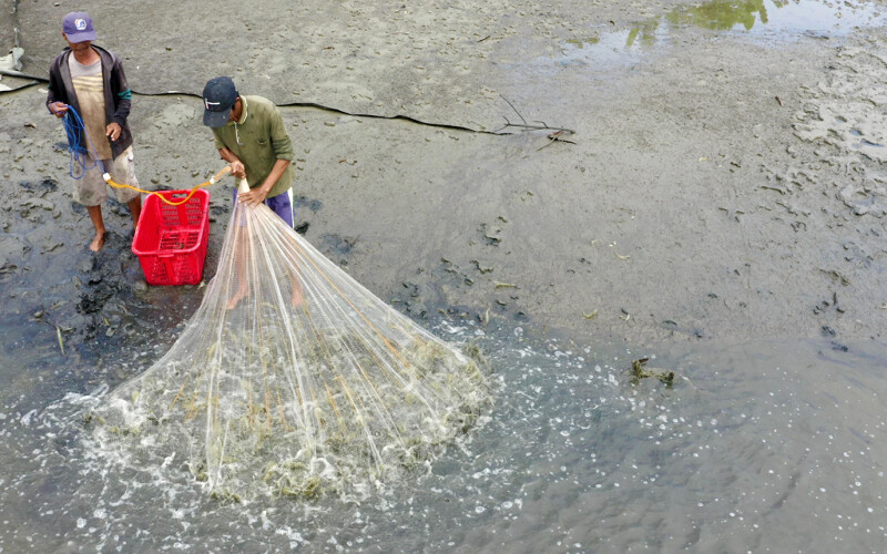 Shrimp harvesting in Lampung, Indonesia