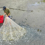 Shrimp harvesting in Lampung, Indonesia