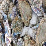 Blue swimming crabs on ice