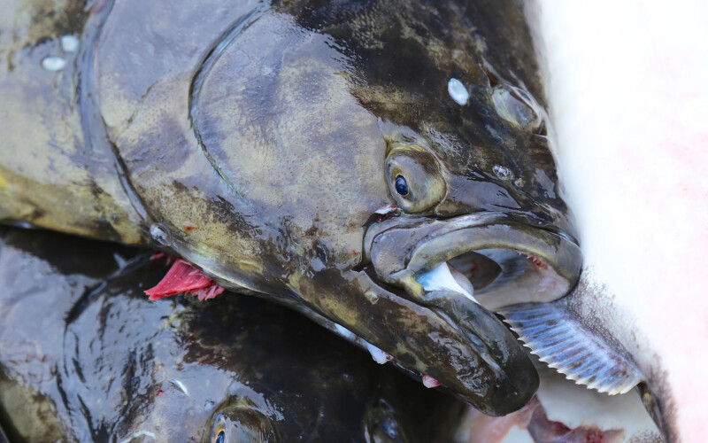 Alaskan halibut