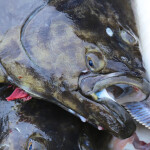 Alaskan halibut