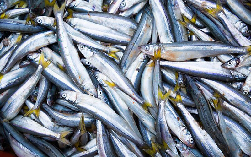 A pile of anchovies