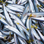 A pile of anchovies