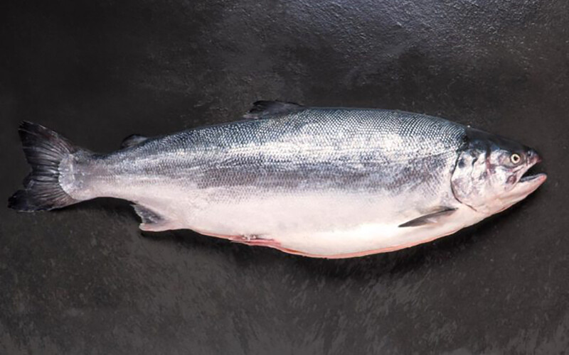 Coho salmon