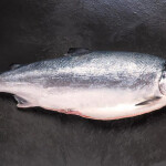 Coho salmon