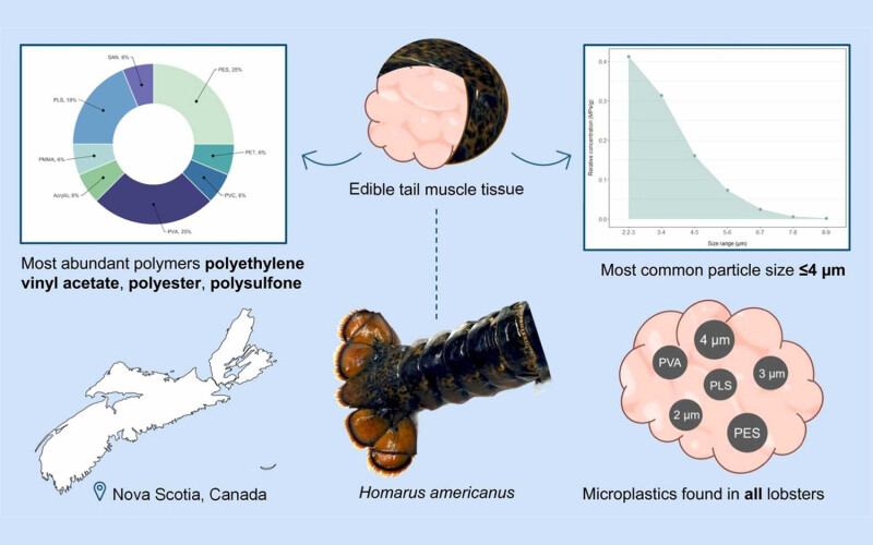 An image depicting the concentration of microplastics in lobster