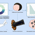 An image depicting the concentration of microplastics in lobster