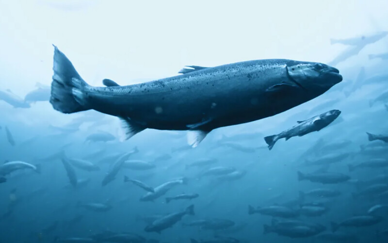 Salmon swimming in a net pen