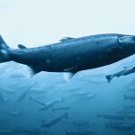 Salmon swimming in a net pen