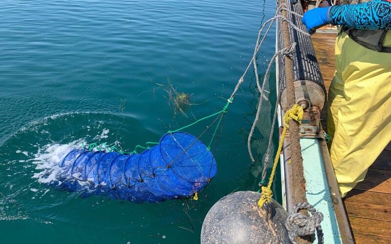 Scallop farming in Hokkaido