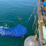 Scallop farming in Hokkaido