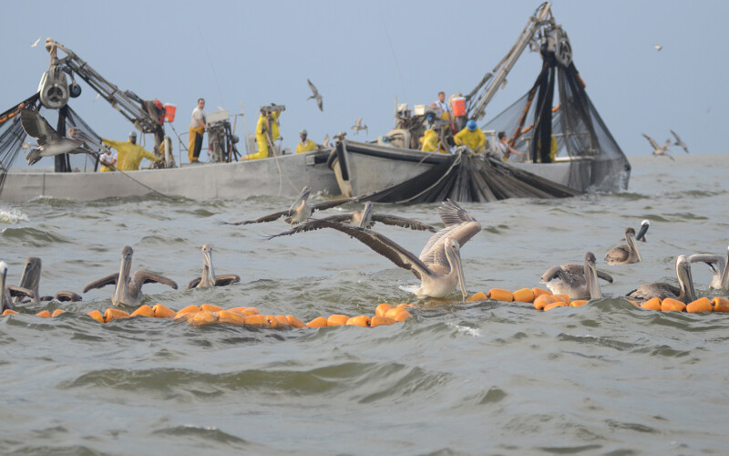 Boats fishing for menhaden in Louisiana