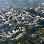 pink salmon