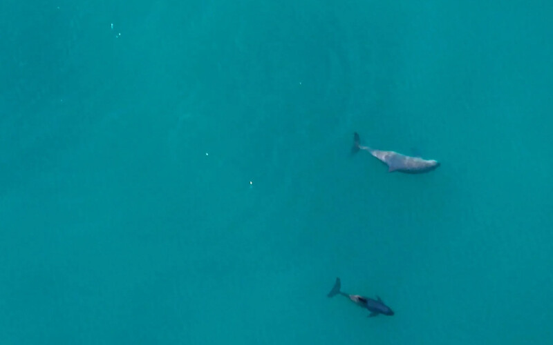 vaquita