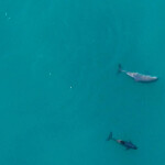 vaquita