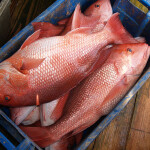 red snapper