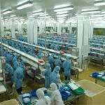 A Guolian shrimp factory