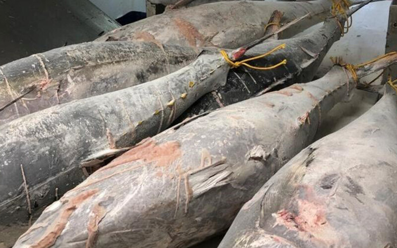 Frozen whole tuna