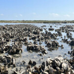 An oyster reef in Louisiana