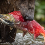 A sockeye salmon