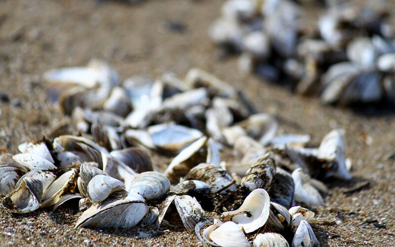 Quagga mussels