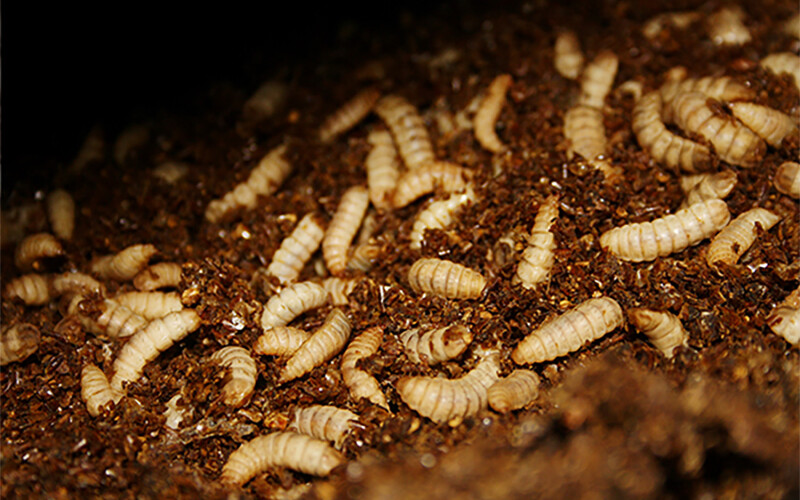 Black soldier fly larvae