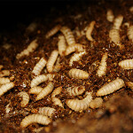 Black soldier fly larvae