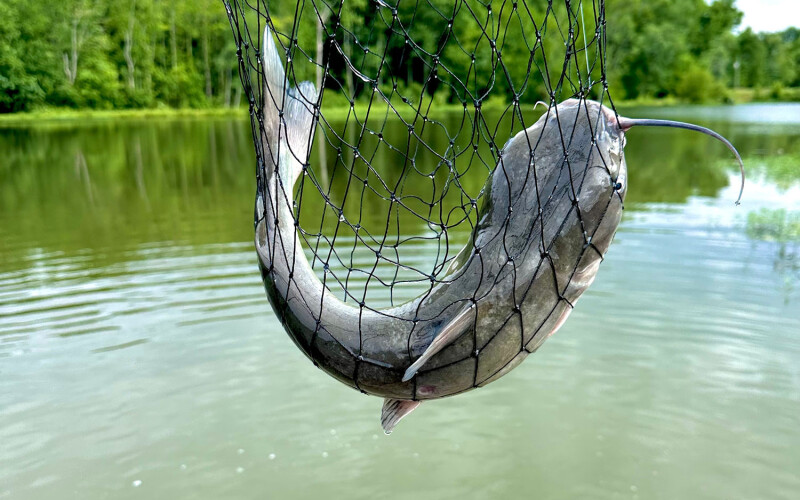 A blue catfish in a net