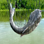 A blue catfish in a net