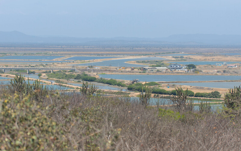 A view of an Ecuadorian shrimp farm from the top of a hill