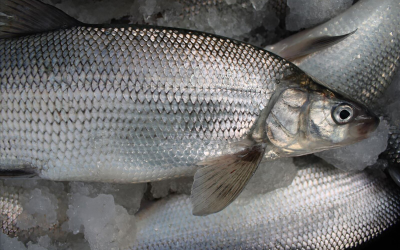 Lake Michigan whitefish
