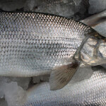 Lake Michigan whitefish