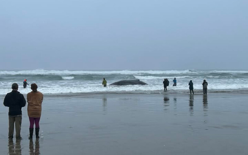 A humpback whale stranded on a beach in Oregon