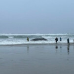 A humpback whale stranded on a beach in Oregon